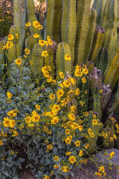 Brittlebush wildflower and Organ Pipe Cactus-Desert Botanical Gardens-Phoenix-Arizona-USA